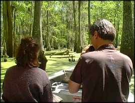 Hier zou een alligator te zien moeten zijn - een hele grote.  Maar ik kan 'm niet meer vinden...